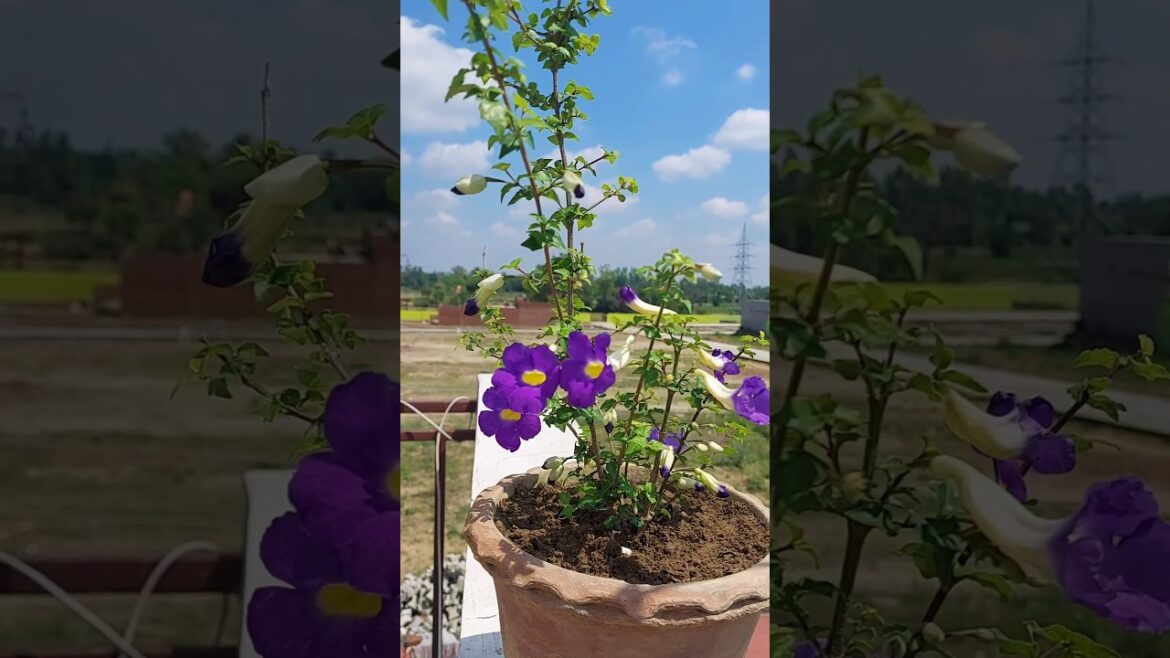 kitchen gardening #shorts #viral #viralshorts #gardening #gardeningtips #grow #naturalwithani #tips