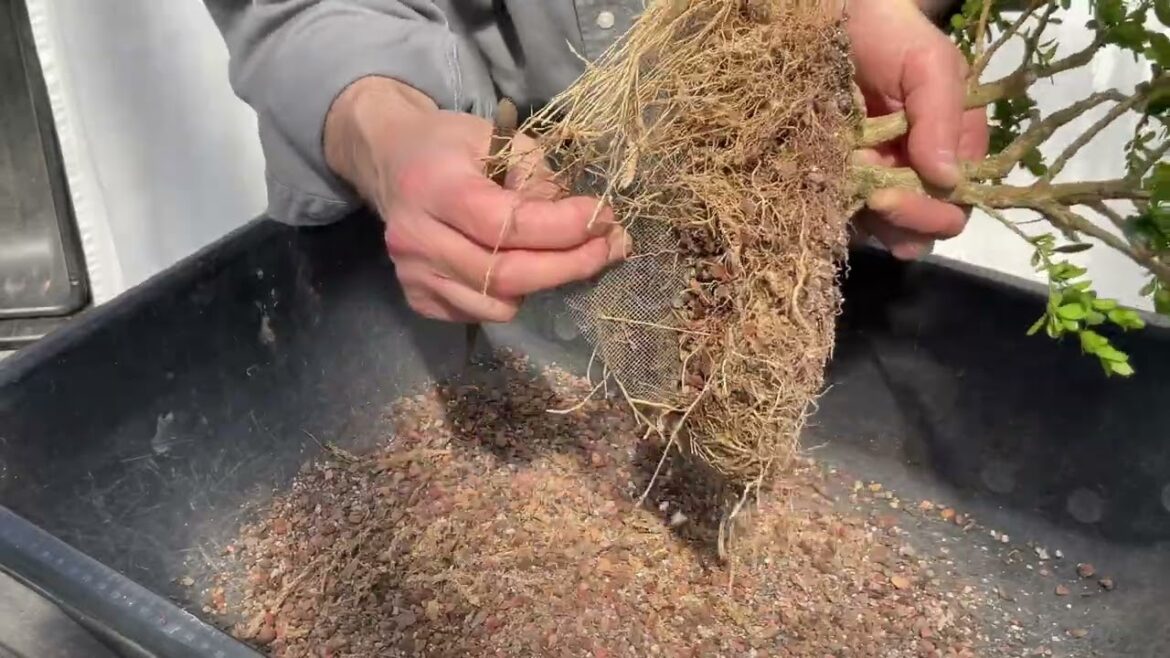 Re-potting my Japanese Boxwood.  26-Mar-2023