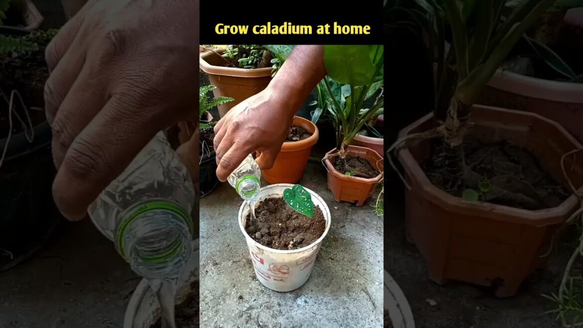 Grow caladium at home #shorts Grow caladium at home #shorts
