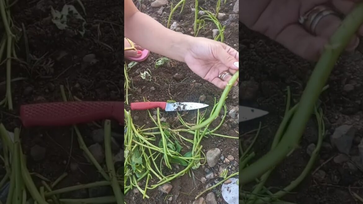these vegetable stalks can regrow??🧐 #relationshipvlogs #gardening #vegetables #backyardgardening