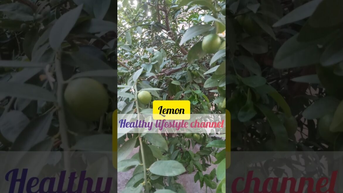 i love my green babies  🌴🌲🌳| a peep into my container garden on terrace#shortsvideo