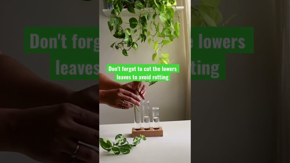 Let's Propagate #houseplants #trailingplants #gardening #shorts #gardeningtips #gardenvibes #plants