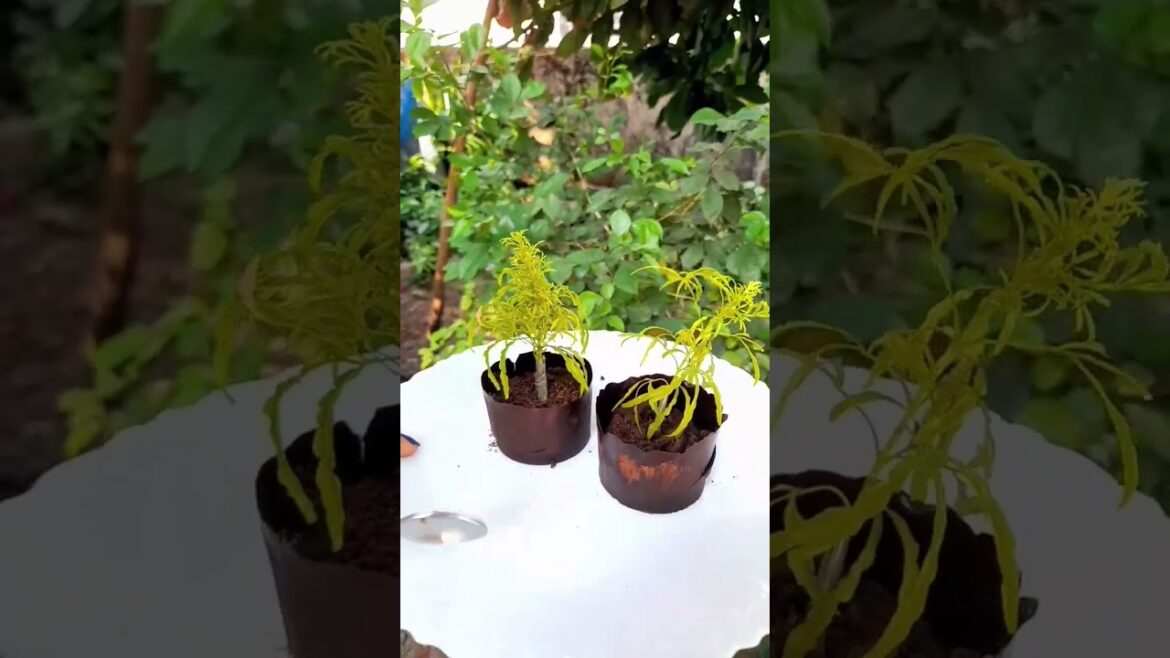 Edible chocolatepot #Shorts #Shortsvideos #DreamCakes #