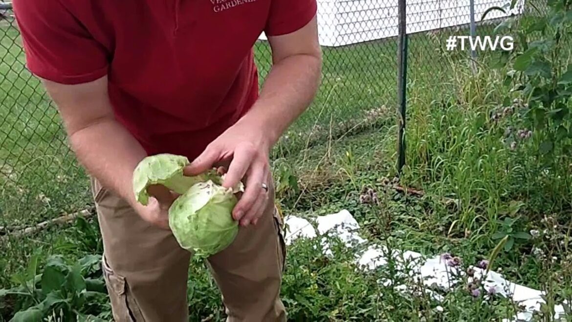 When To harvest Cabbage Quick Tip -The Wisconsin Vegetable Gardener