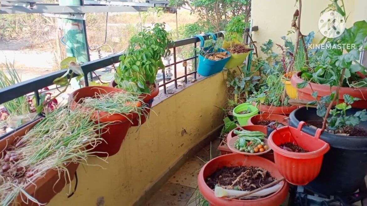 After cleaning my garden view||balcony gardening||growing vegetables in container||garden vlog||