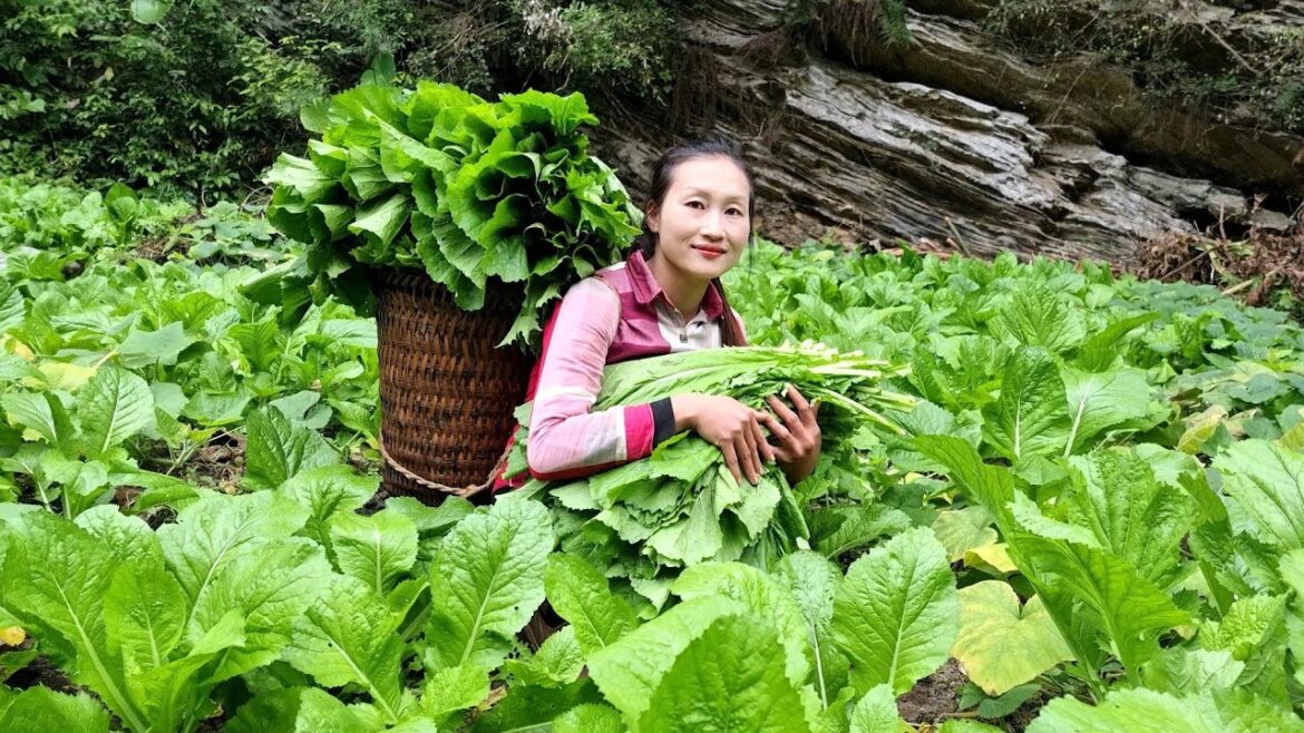 FULL VIDEO: Water supply by pipe bamboo | Harvest lettuce, green vegetables goes to the market sell FULL VIDEO: Water supply by pipe bamboo | Harvest lettuce, green vegetables goes to the market sell