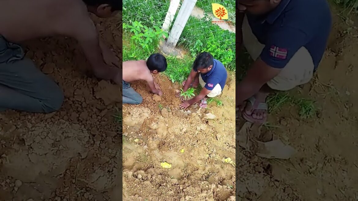 Father and Son are Planting Trees in the Farm | #panchkulagri #shorts #youtubeshorts #planting