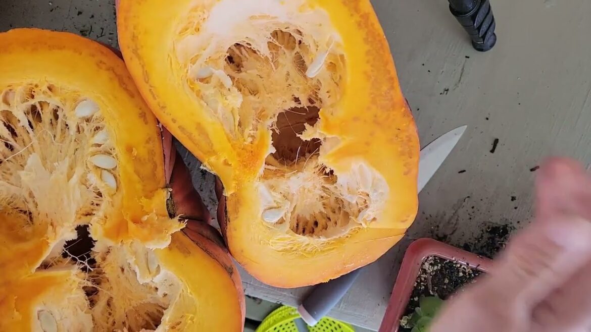 Discover What’s Lurking Inside This Pumpkin! Discover What's Lurking Inside This Pumpkin!