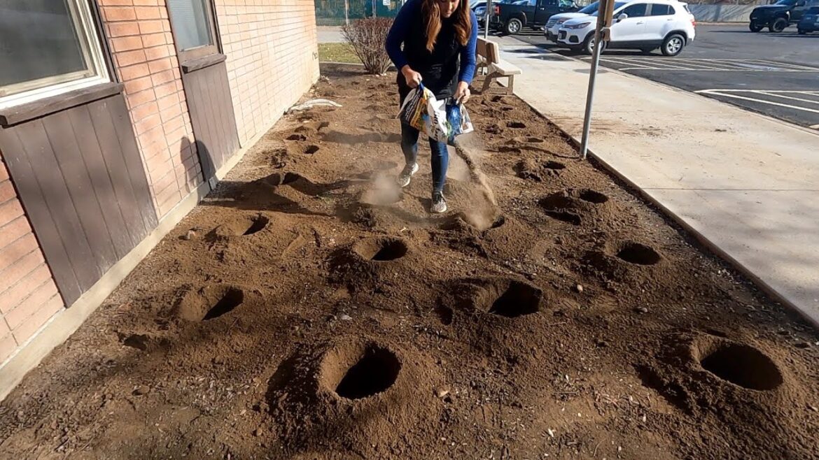 Planting a Ton of Roses at Our Community College & at Home! 🌹🌹🌹 // Garden Answer