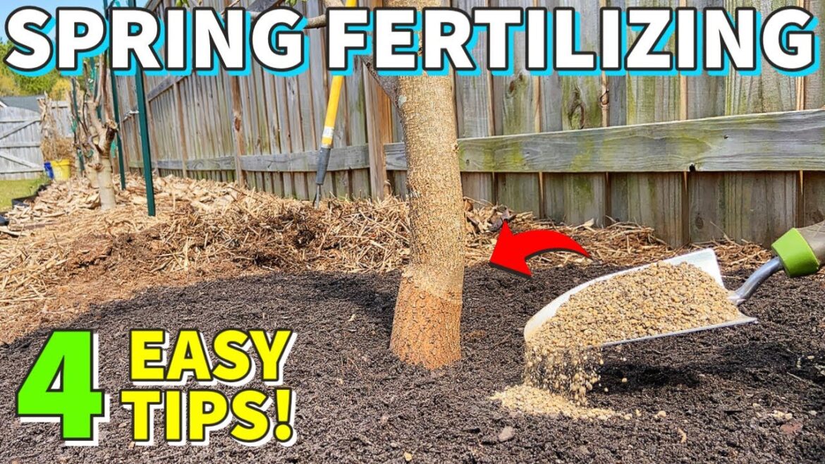 The BEST GUIDE To Fertilizing FRUIT TREES In Spring On The Internet!