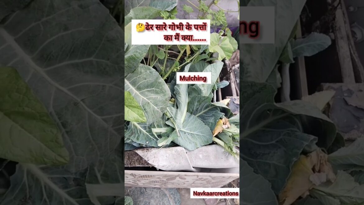 Gardening tips -3 Ways in ...Gobhi leaves #shorts #harvest  #organicterracegarden #gardeningtips