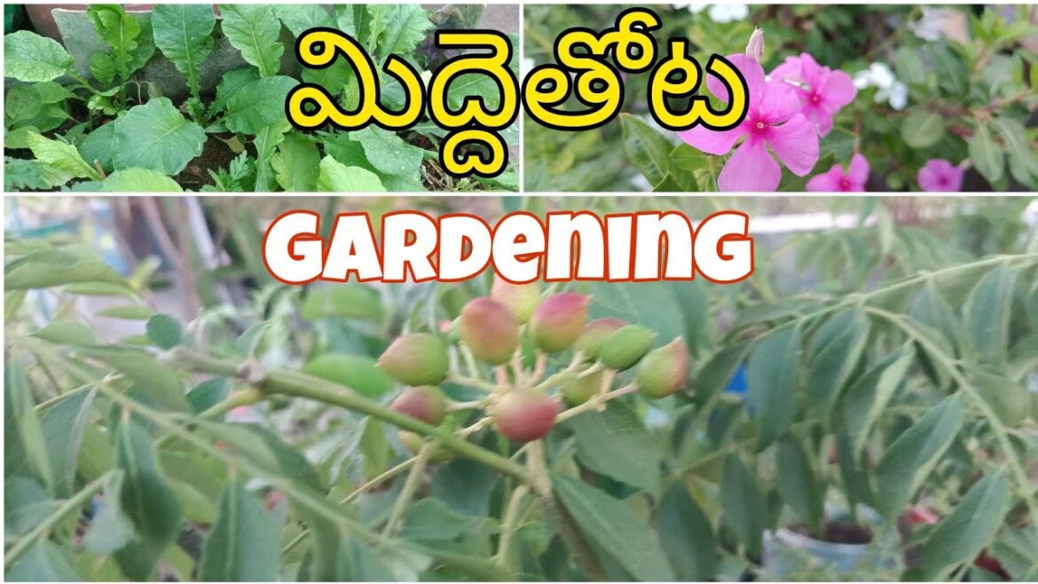 Hi My dear friends || House construction కారణంగా విడియోస్ తీయడం లేదు || Garden video ||Garden Tour