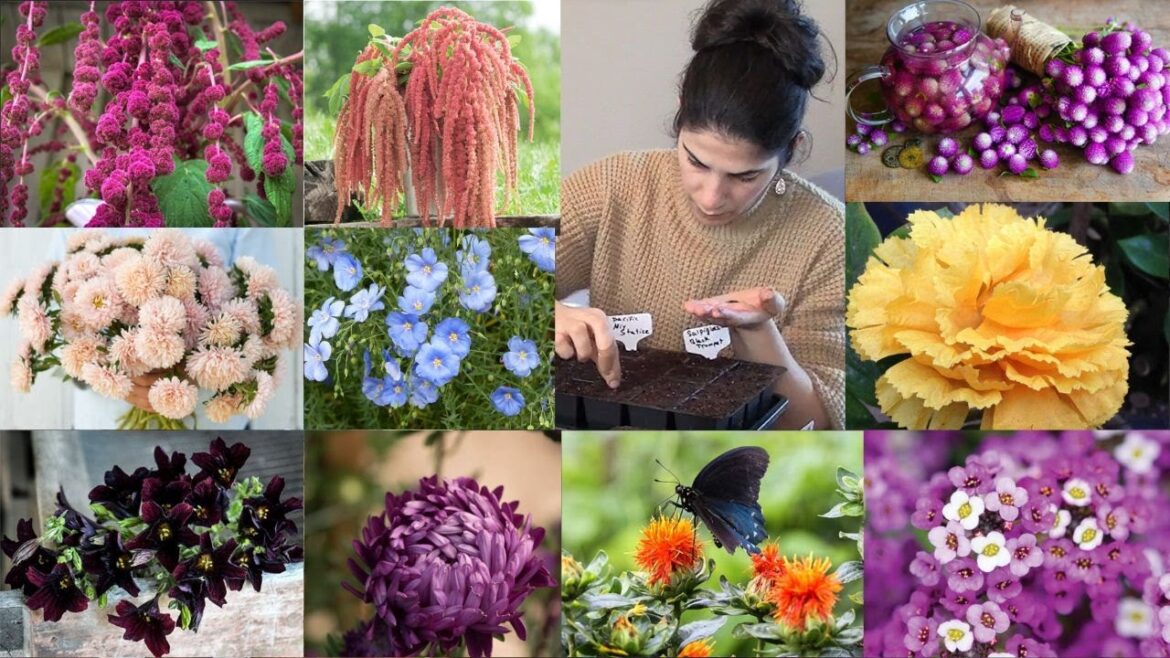 Seed Starting Warm Weather Flowering Plants