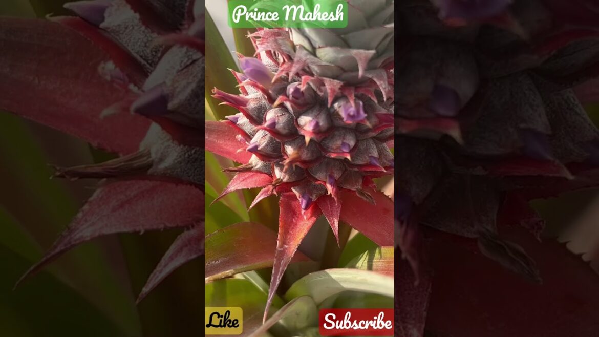 Pineapple Video #Terrace #Garden #Shorts #Status 4