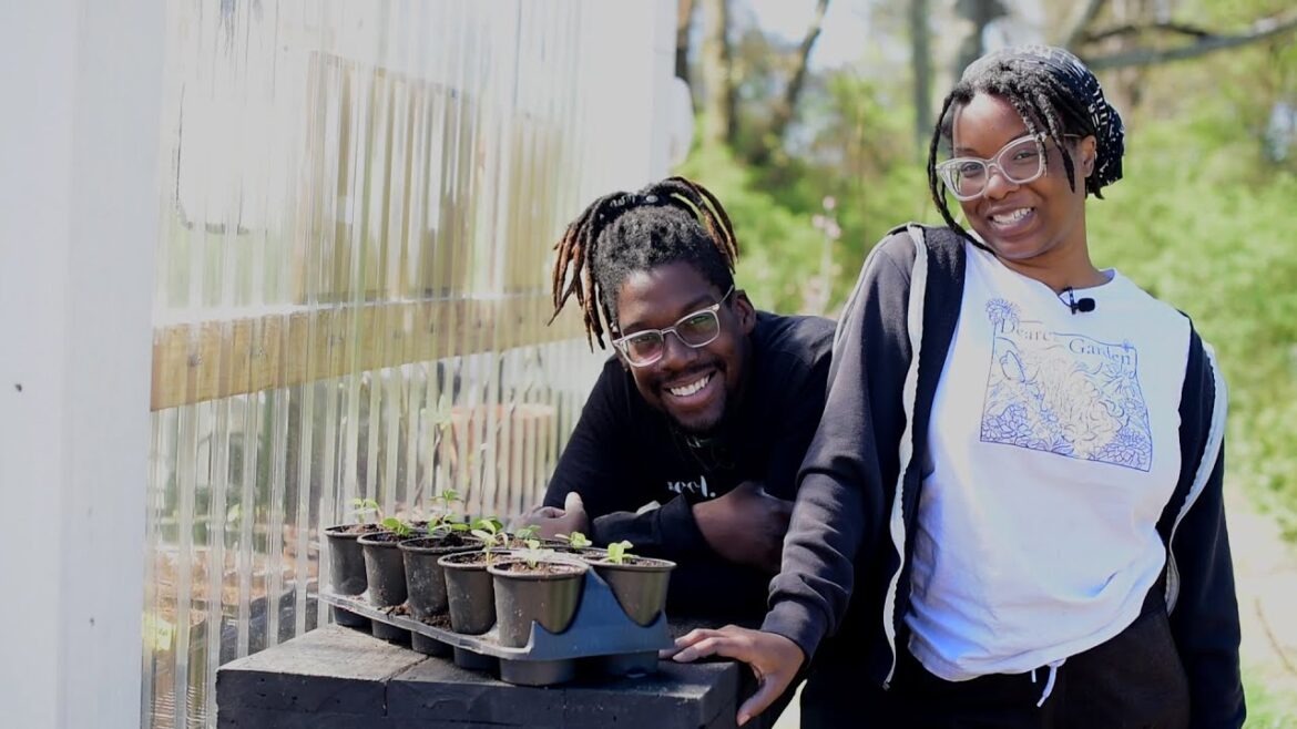 Garden talk while potting up our roselle hibiscus plants