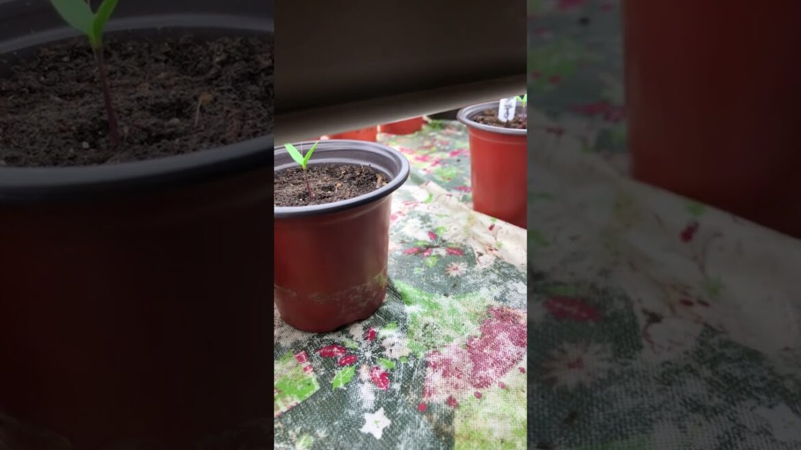 Correct seedling distance when using shop lights. #seedstarting #gardening #vegetablegarden #garden