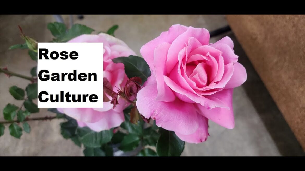 Rose Garden Culture