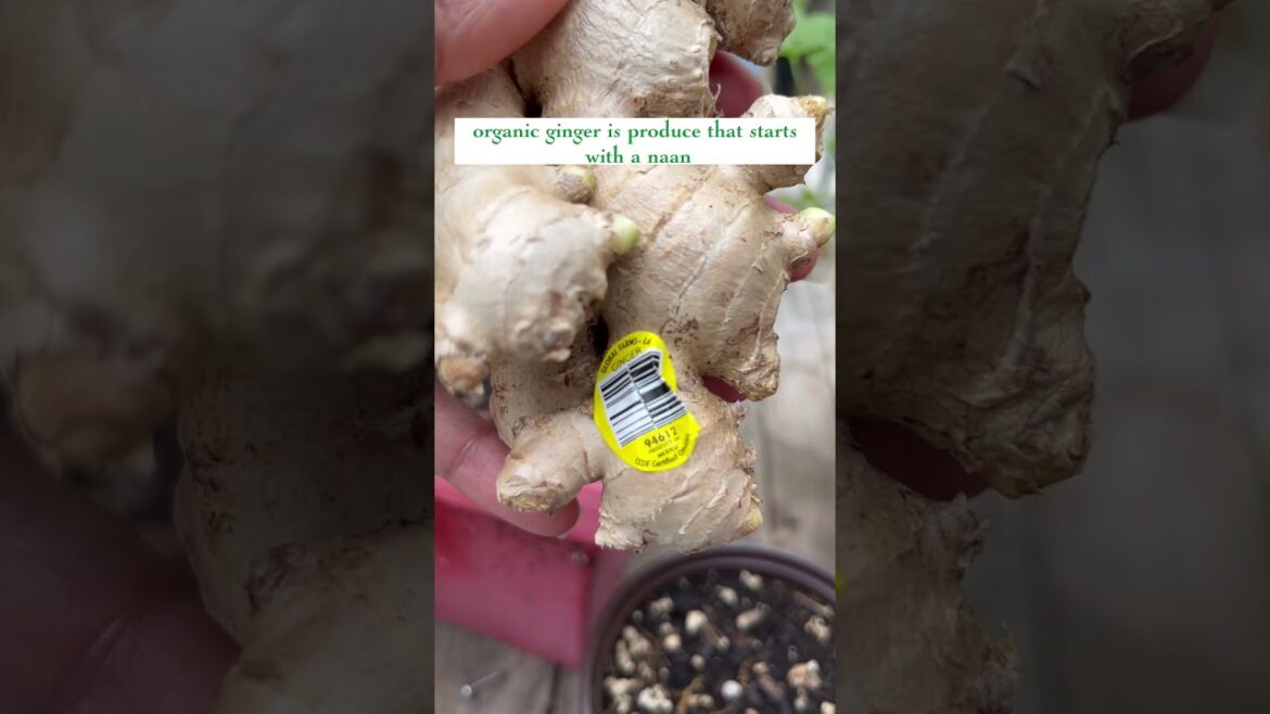 The Fastest Way to Grow Ginger #shorts #gardening #garden #vegetablegarden