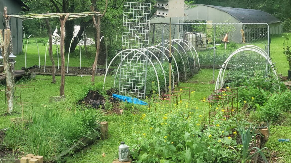 Garden Update|Week 5 Rainfall Bringing Growth