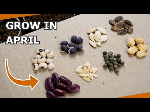 15 Seeds You Must Grow in April 15 Seeds You Must Grow in April