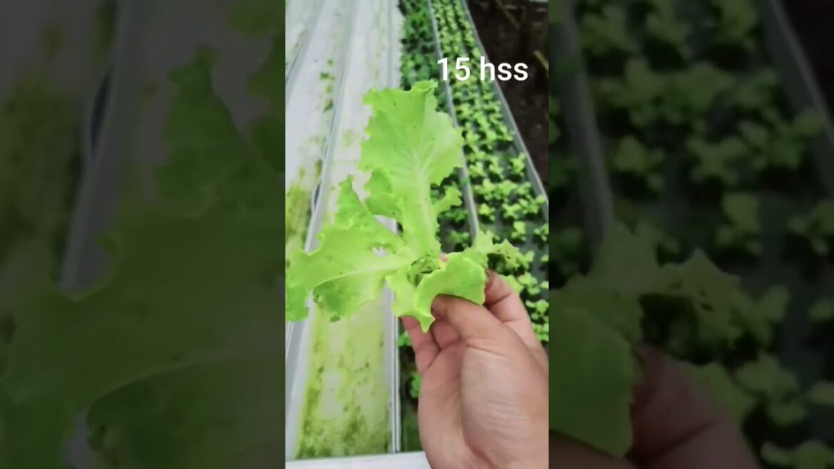 sayur untuk diet - selada hidroponik #vegetable #gardening