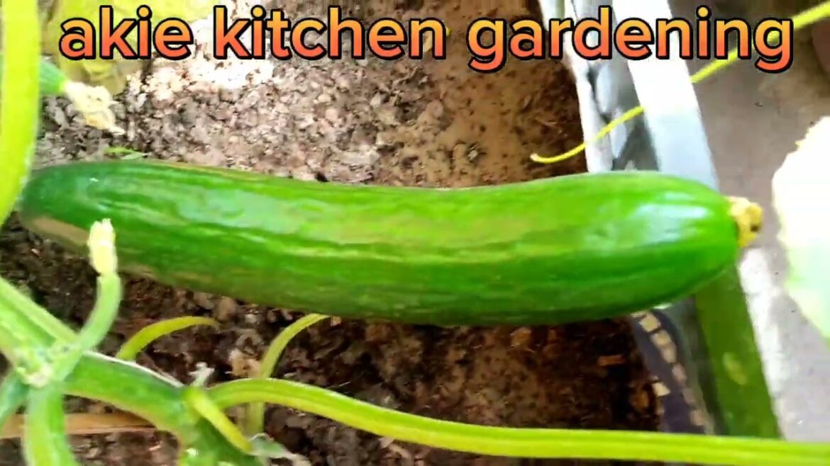 Organic Plant growth||successful gardening tips||plant grow at home||plant progress||diy plant ideas