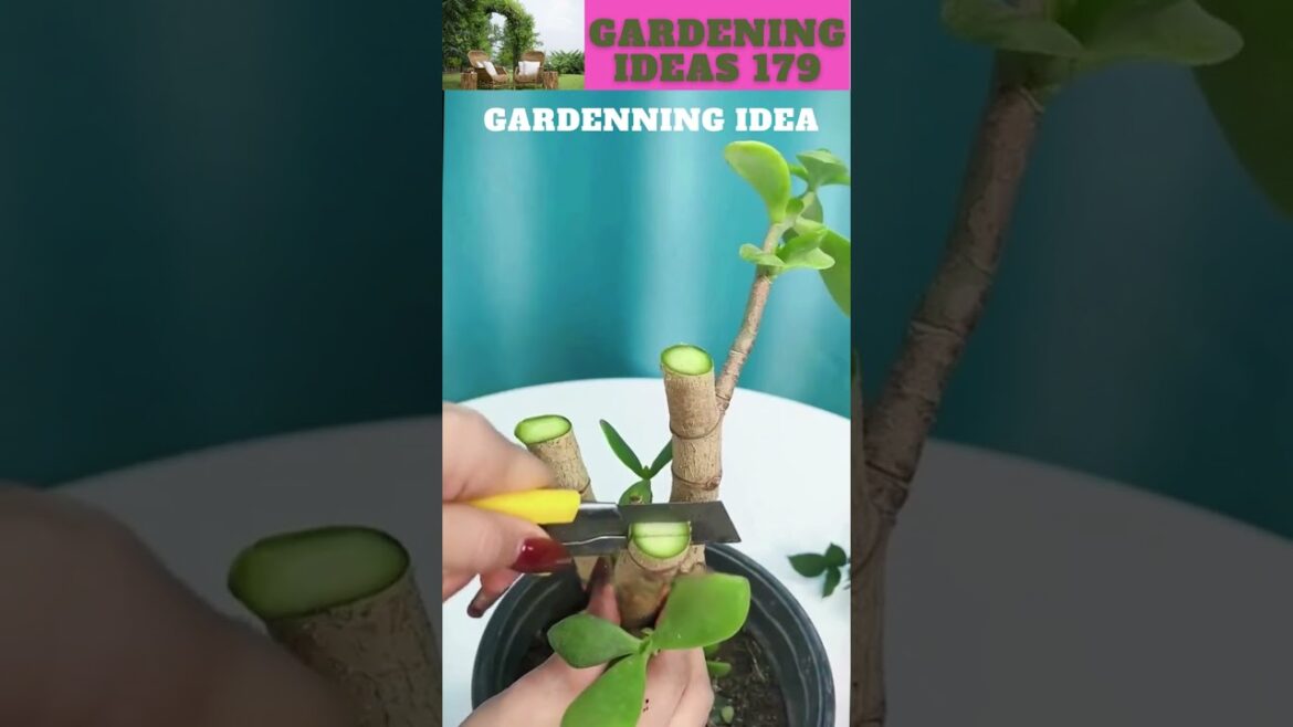 arrangement of flower ππ΄π±πΏπ/gardening ideas nonstop πβ¦ arrangement of flower ππ΄π±πΏπ/gardening ideas nonstop πβ¦