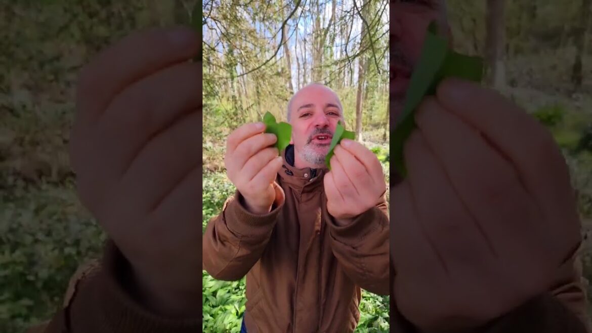 LOTS OF WLD GARLIC IN MY WORK PLACE #foodshorts #food #shorts #wld #garlic #garlicbutter #workout