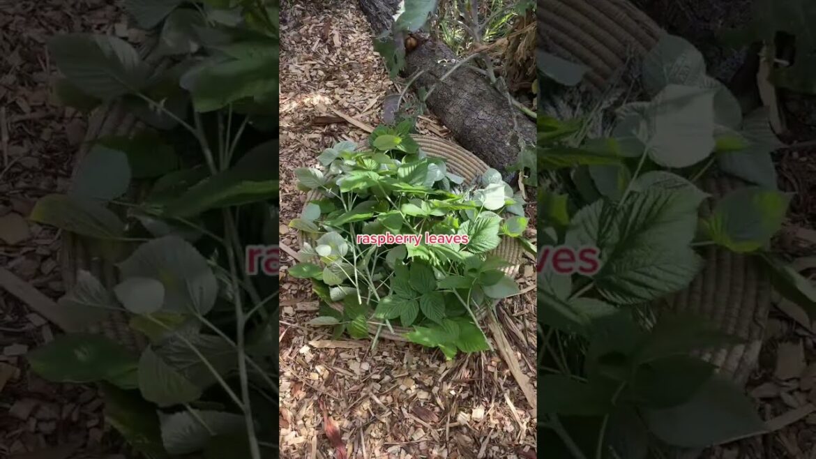 harvesting herbs 🌿 #garden #gardening #urbanfarm