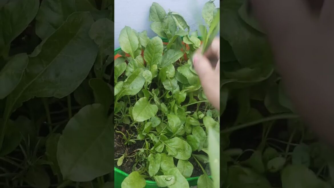 Organic vegetables from terrace garden #shorts  #garden