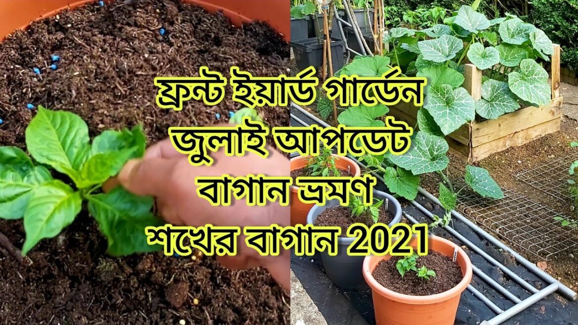 Passionate Gardener UK Vlogger | Front Yard Garden July Update | Garden Tour | Shokher Bagan 2021 Passionate Gardener UK Vlogger | Front Yard Garden July Update | Garden Tour | Shokher Bagan 2021