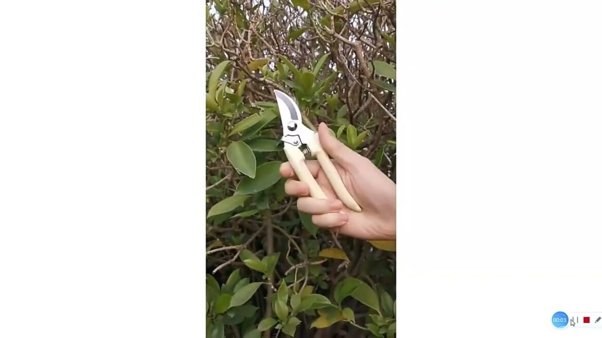 Best gardening tools | Bonsai pruning tools | Bonsai garden tools | Garden clippers. Best gardening tools | Bonsai pruning tools | Bonsai garden tools | Garden clippers.