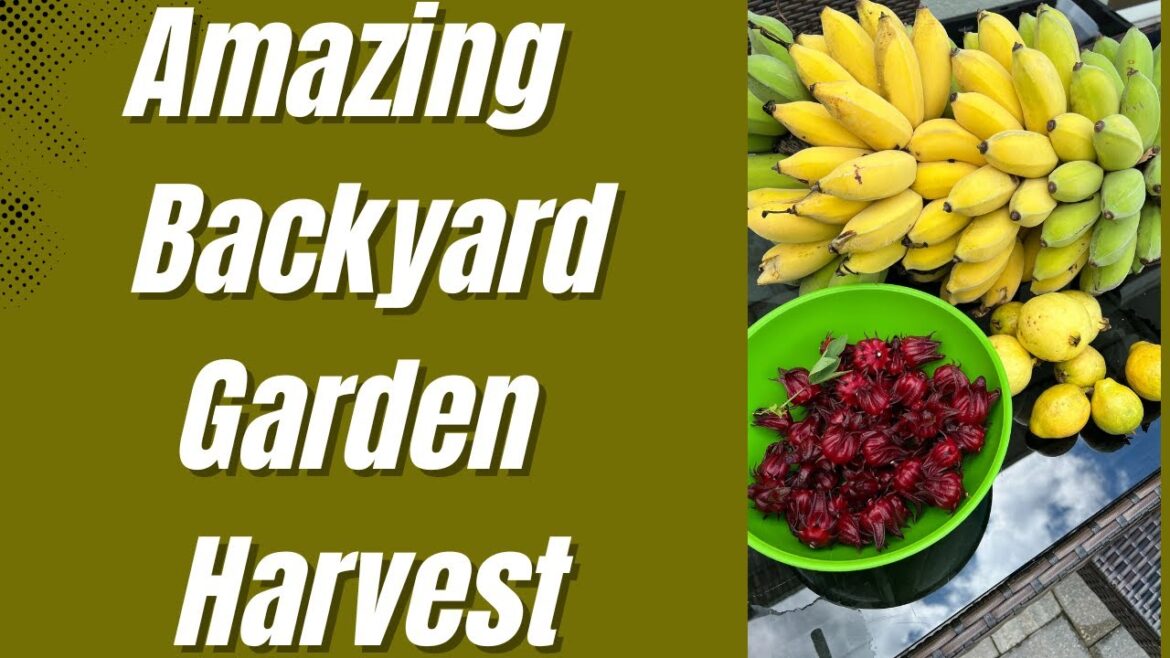 Amazing  Backyard Garden Harvest -Food Forest