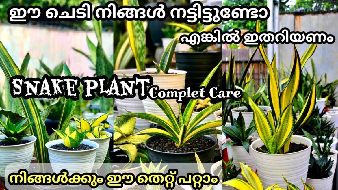 ഈ ചെടിയുടെ ഗുണവും ദോഷവും അറിയാതെ പോവല്ലേ / Snake plant Care in Malayalam / Sansaveria #indoorplant