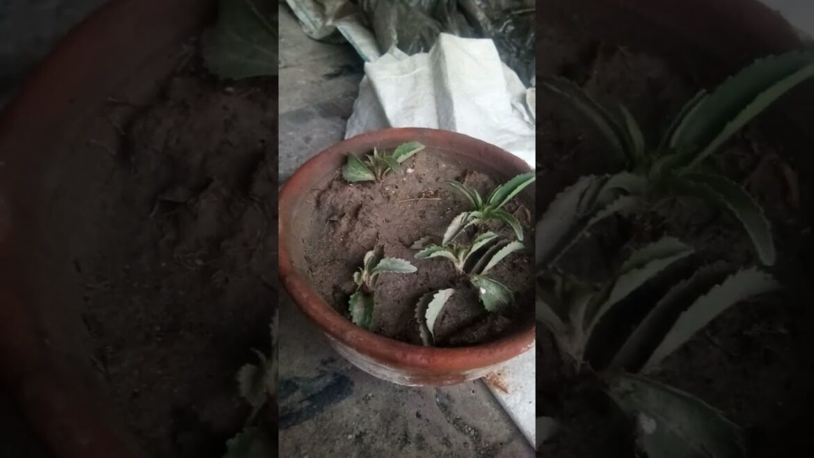 Stevia Plants and Moringa Plant Growth Day 10 | Moringa Plant | Daily Habits | Gardening