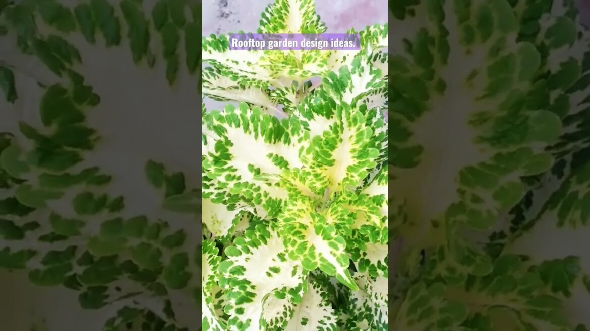 Rooftop garden. Designers ideas. Leaf tree. #rooftop #garden #design #viralvideo #viral.