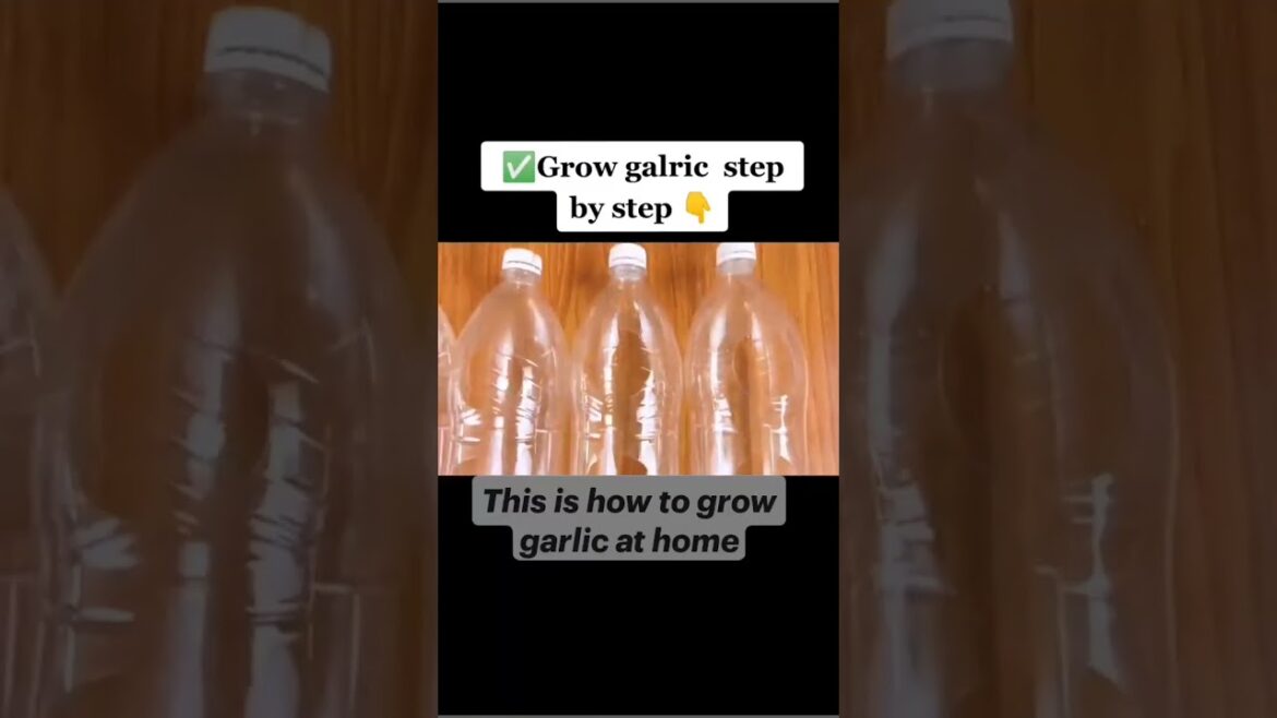 Let's Grow Garlic plants From Home (EASY)-Garden Tips🍅🙌#shorts #gardeningtips #garden