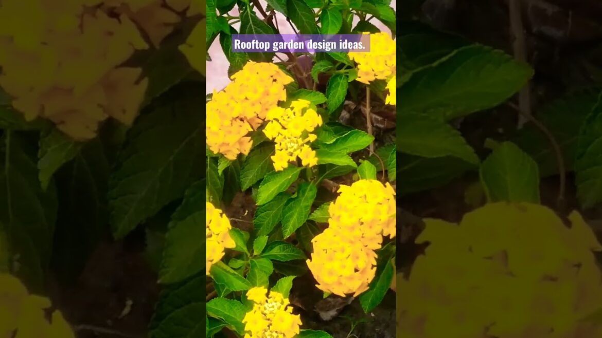 Rooftop garden design. Flowers garden terrace. Lantana flowers. #flowers #garden #design #viral