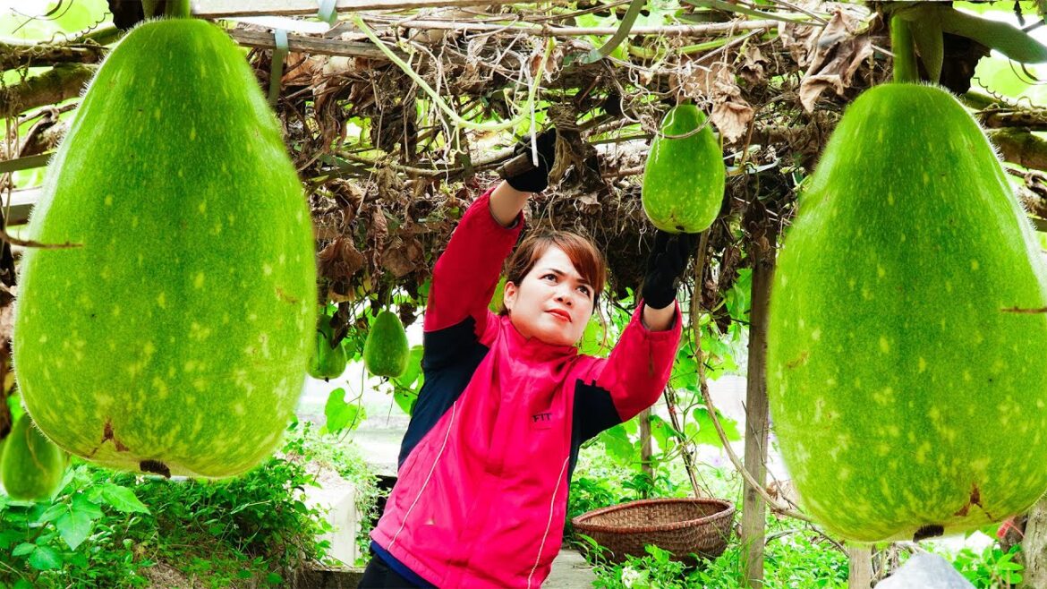 Harvesting Gourds, Sweet Potato Vegetables - Go to the Highland Market to sell - Buy Cats To Adopt