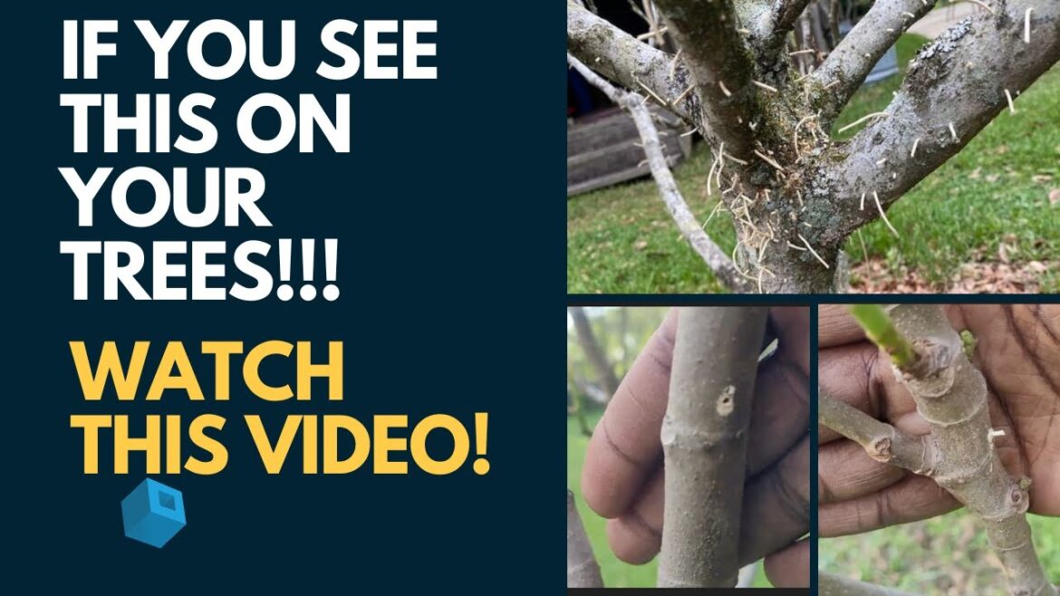 Ambrosia Beetle Plague 2023‼️ This Is Hitting Trees Everywhere|Beware‼️