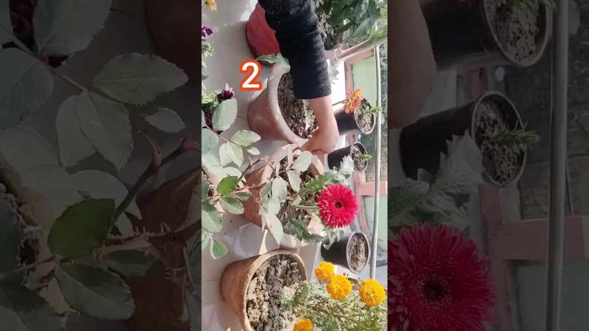 4 important tips for better gardening #shorts #gardening # shortsfeed