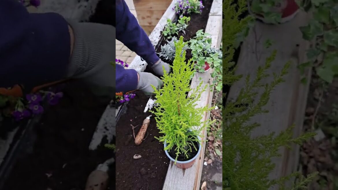 Gardening in uk | planting | Gardening tips | plants | flower