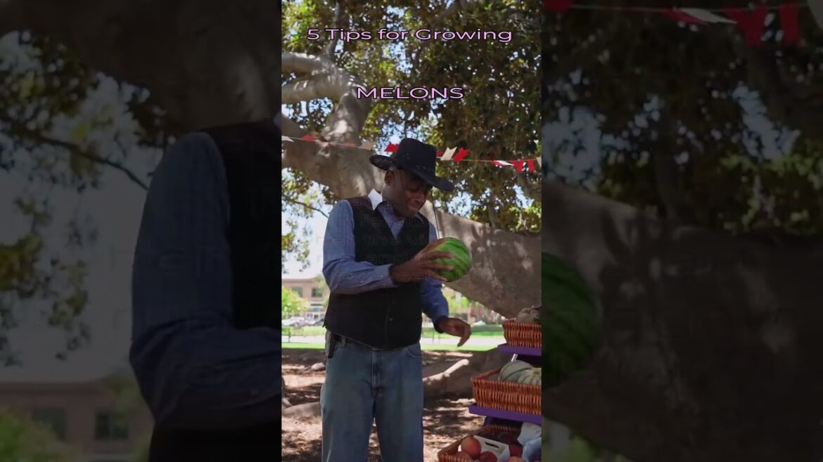 Garden Tips - Shorts Series - MELONS