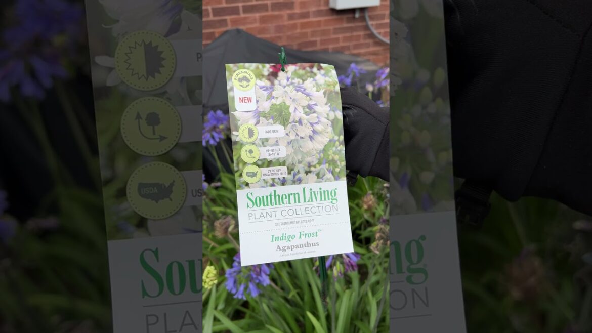 Agapanthus from the Southern Living Plant Collection Agapanthus from the Southern Living Plant Collection