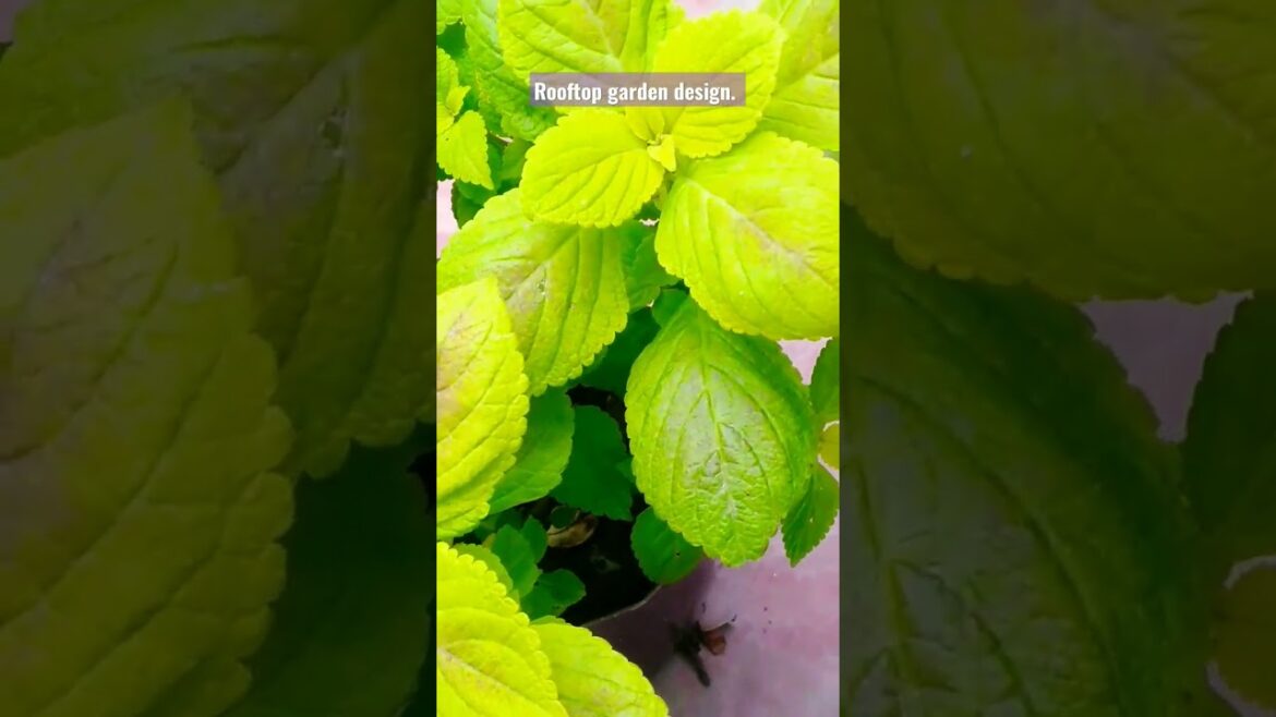 Rooftop garden design. Decoration ideas. Garden Planning. #design #viral #leaf#garden #viralvideo. Rooftop garden design. Decoration ideas. Garden Planning. #design #viral #leaf#garden #viralvideo.