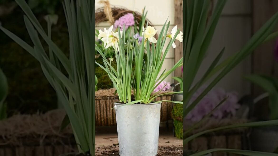 Spring Container Ideas: Day 10 #gardening