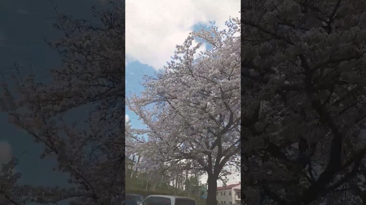 Japanese cherry blossoms
