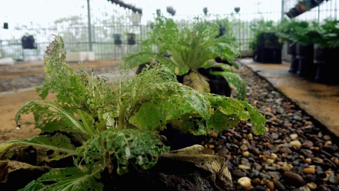 Can’t Believe I Failed To Grow Cabbage At Home – Garden Ideas Can't Believe I Failed To Grow Cabbage At Home - Garden Ideas