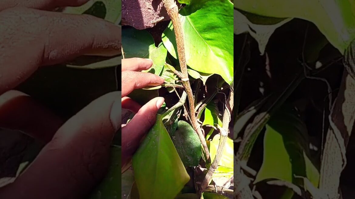 Hack to climb Pothos or money plant #shorts #trending #viral #viralshorts #nishthamahant #xhubvikas