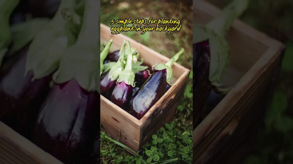 Gardening Tips: How to plant Tomatoes in your Backyard in just 5 Simple Steps